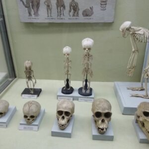 Національний науково-природничий музей НАН України